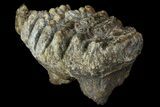 Partial, Fossil Stegodon Molar - Indonesia #156720-2